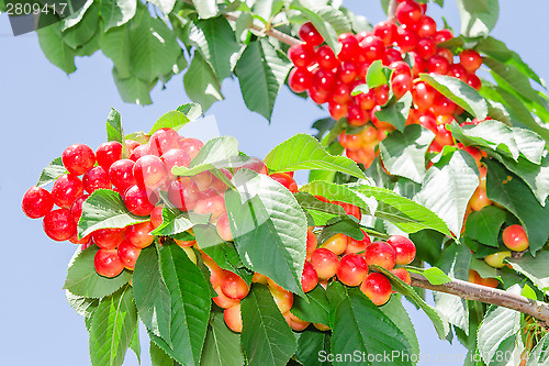 Image of Rainiers white cheries berries on branches