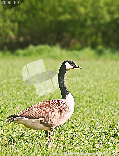 Image of canada goose