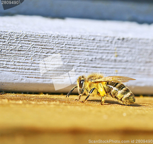 Image of bee on hive