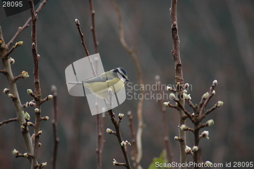 Image of BlueTit