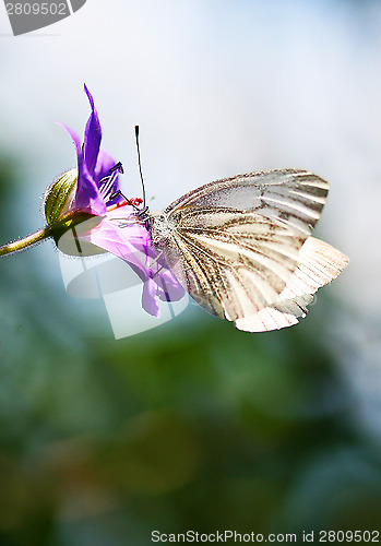 Image of small cabbage white in cranesbill