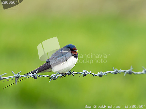 Image of Barn Swallow