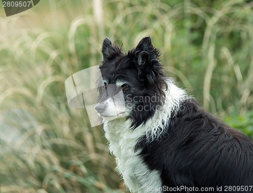 Image of Border Collie