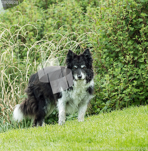 Image of Border Collie