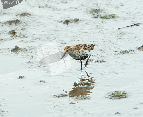 Image of Dunlin