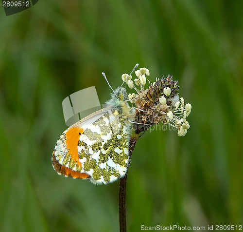Image of Orange Tip Butterfly