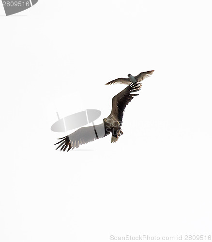 Image of White-tailed Sea Eagle Harrassed by Herring Gull