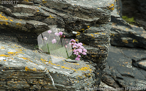 Image of Sea Thrift