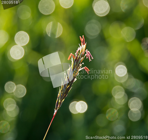 Image of Grass Seedhead