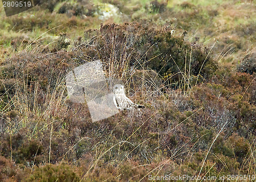 Image of Short-eared Owl