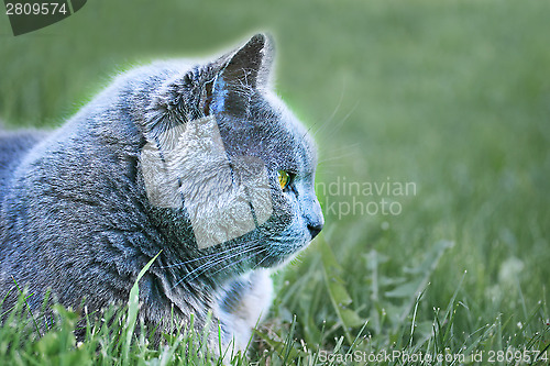 Image of cat in grass