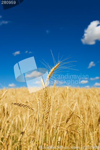 Image of Wheat harvest