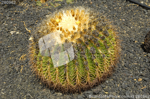 Image of Round cactus