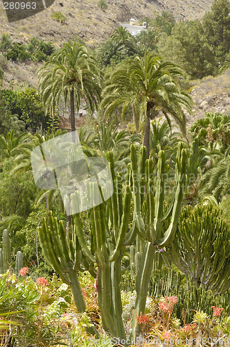 Image of cactus and palms