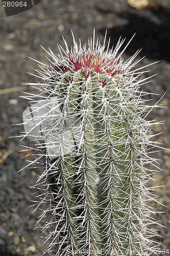 Image of Cactus