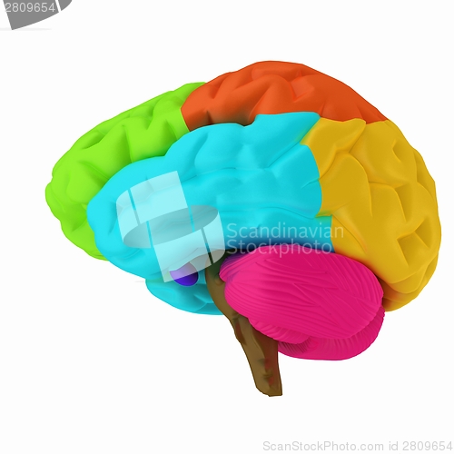 Image of Colorfull human brain