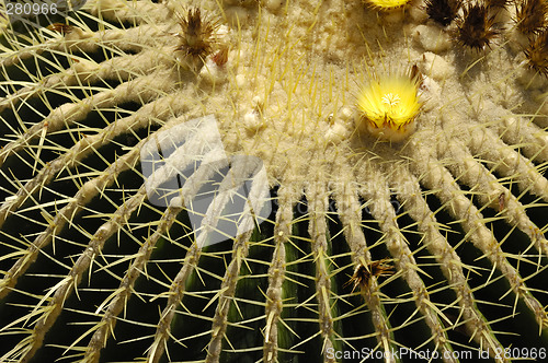 Image of cactus close up