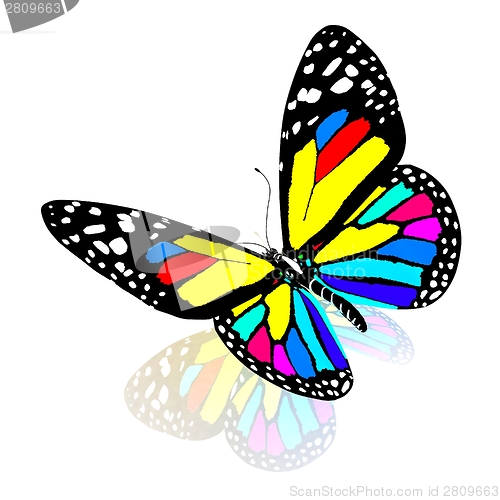 Image of ?olorful butterfly