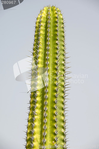 Image of Cactus