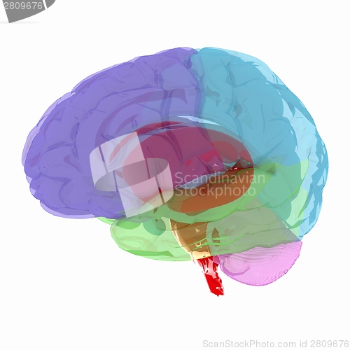 Image of Human brain