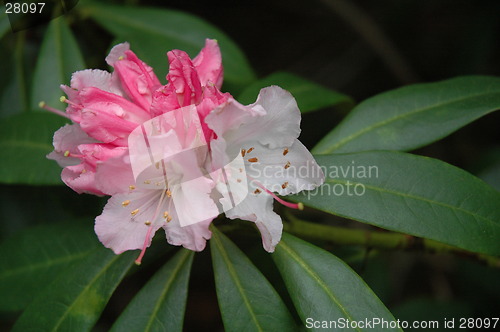 Image of Flowering Bush