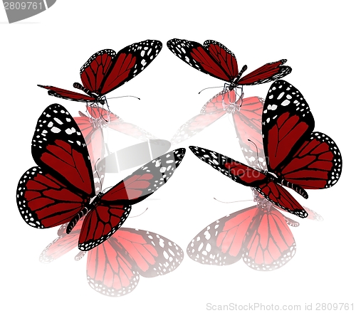 Image of beauty butterflies