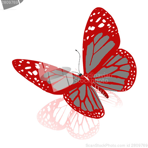 Image of beauty butterfly