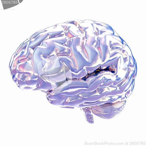 Image of Human brain