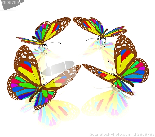 Image of beauty butterflies