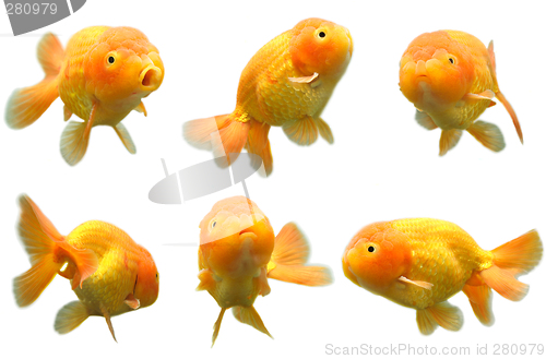 Image of Goldfish