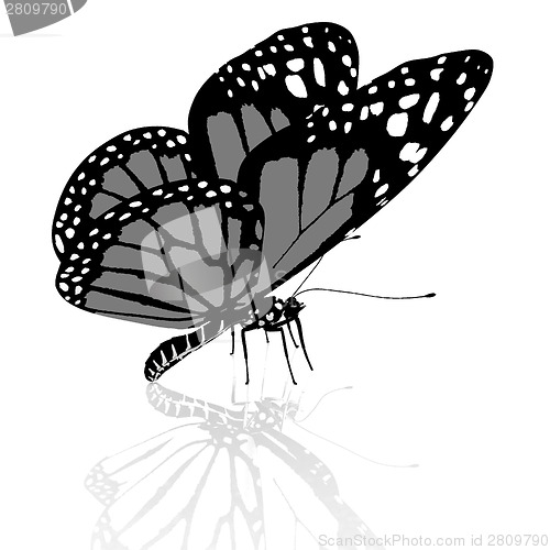 Image of Black and white beautiful butterfly. High quality rendering