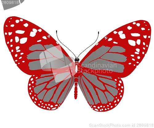 Image of beauty butterfly