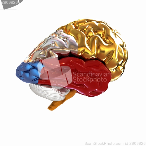 Image of Colorfull human brain