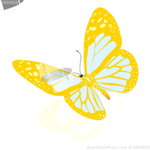Image of beauty butterfly