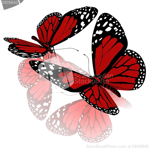 Image of beauty butterflies