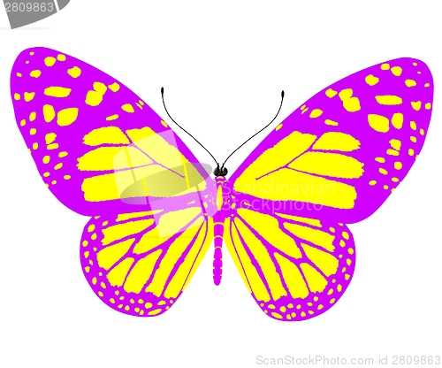 Image of beauty butterfly