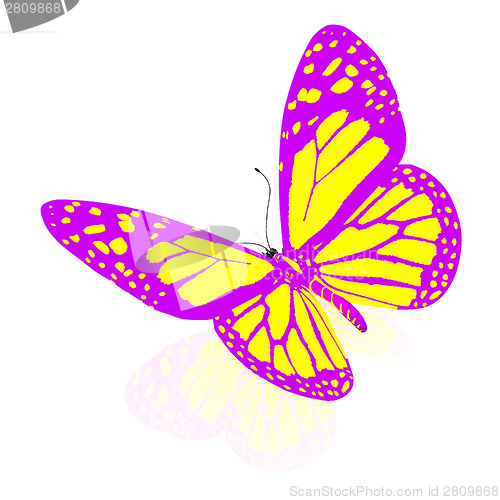 Image of beauty butterfly