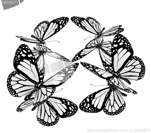 Image of beauty butterflies