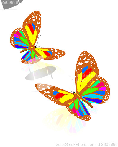 Image of beauty butterflies