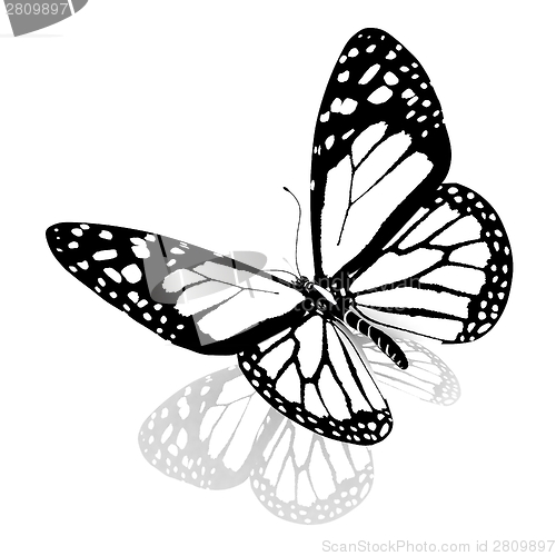 Image of Black and white beautiful butterfly. High quality rendering