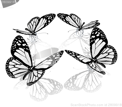 Image of beauty butterflies