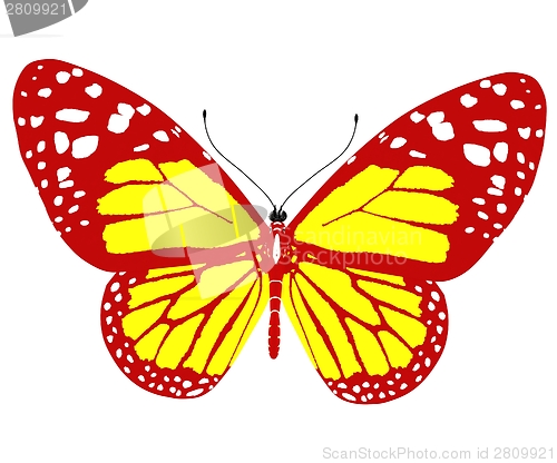 Image of beauty butterfly