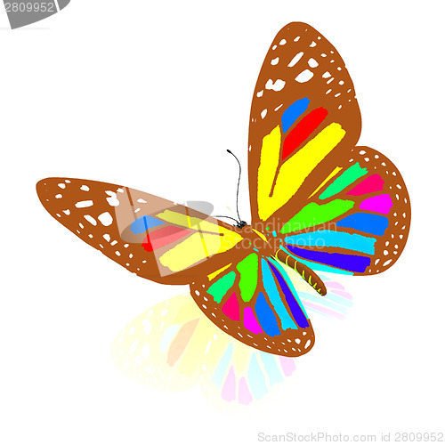 Image of colorful butterfly