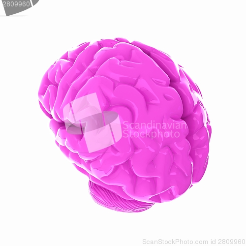 Image of Human brain