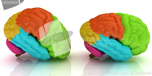 Image of Human brains