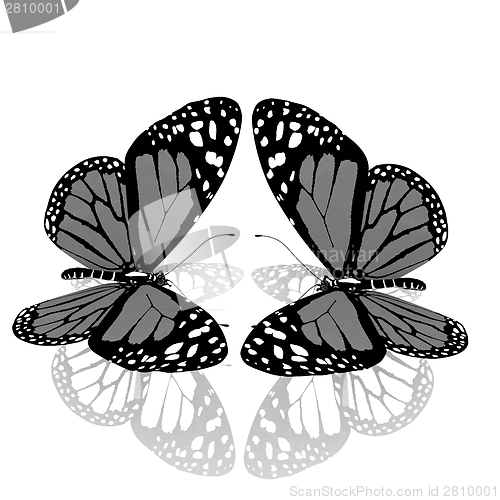 Image of beauty butterflies