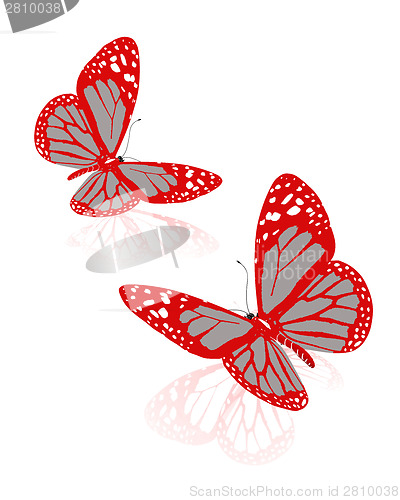 Image of beauty butterflies