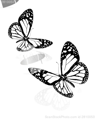 Image of beauty butterflies