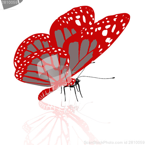 Image of beauty butterfly