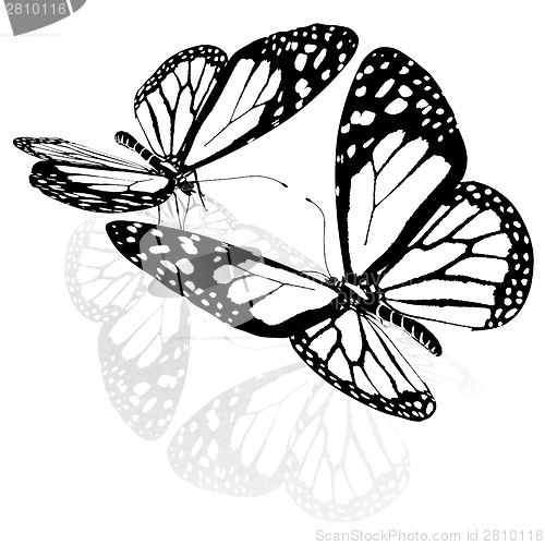 Image of beauty butterflies